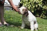 LAGOTTO CAVAGE 014